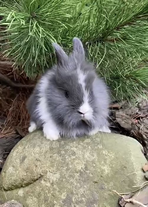 MINI DWARF сатин, девочка Мини дварф!!