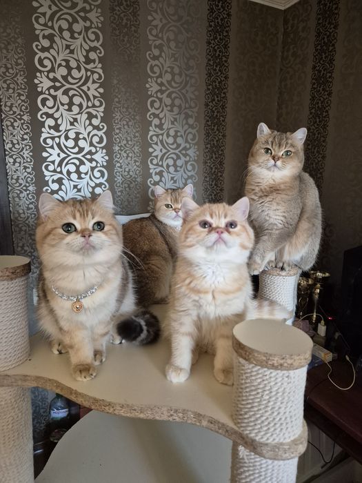 Рудий британський хлопчик!