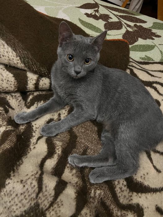 Кошеня, котеня, киця, котик, котенок, кішка