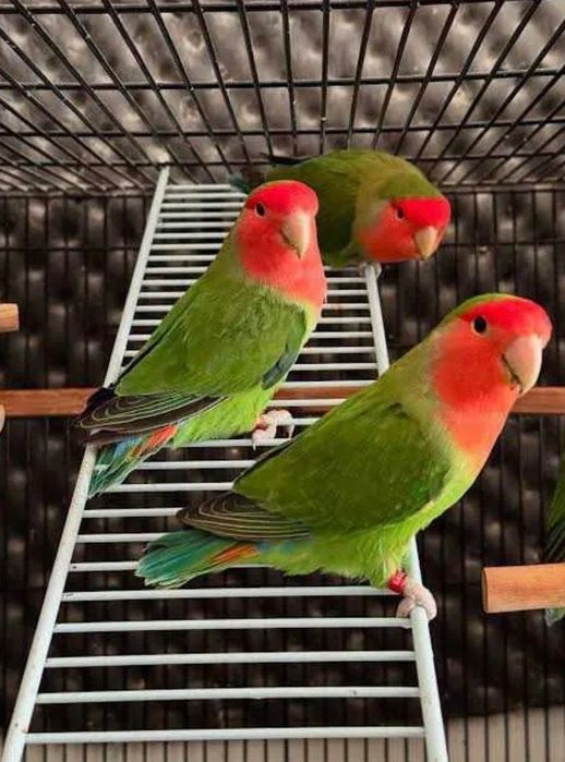 Casal reprodutor agapornis