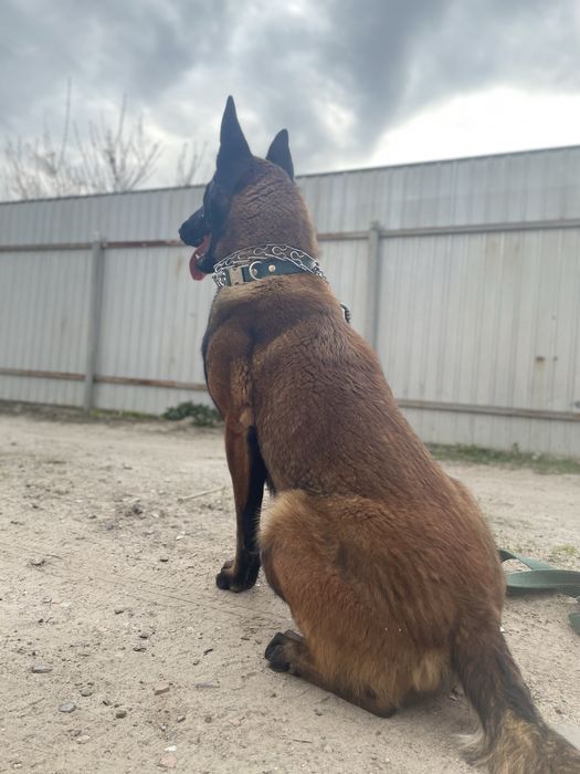 Вʼязка - Малінуа Бельгійська вівчарка