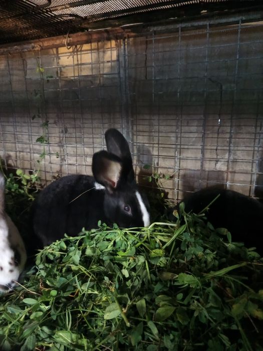 Продам кролів породи Рекс.