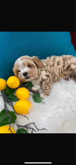 Маленькі красиві дітки мальтипу