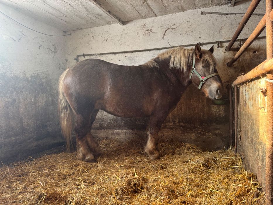 Sprzedam klacz źrebną