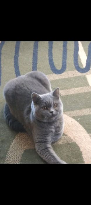 котики британчики