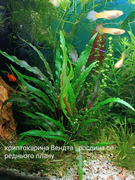 Продам акваріумні рослини.