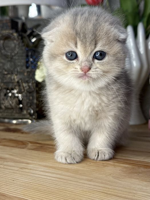 Золотая шиншилла