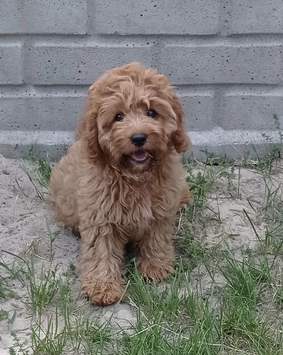 Cavapoo śliczny chłopczyk