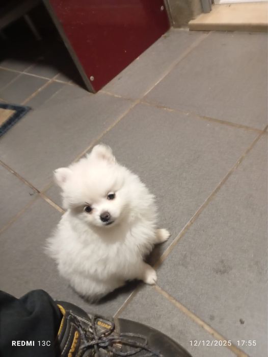 Spitz alemao anao