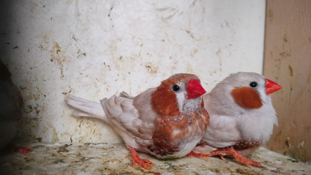 Zeberki rudopierśne,rude 2025