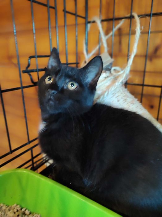 Czarne kocurki 3,5 miesięczne do adopcji