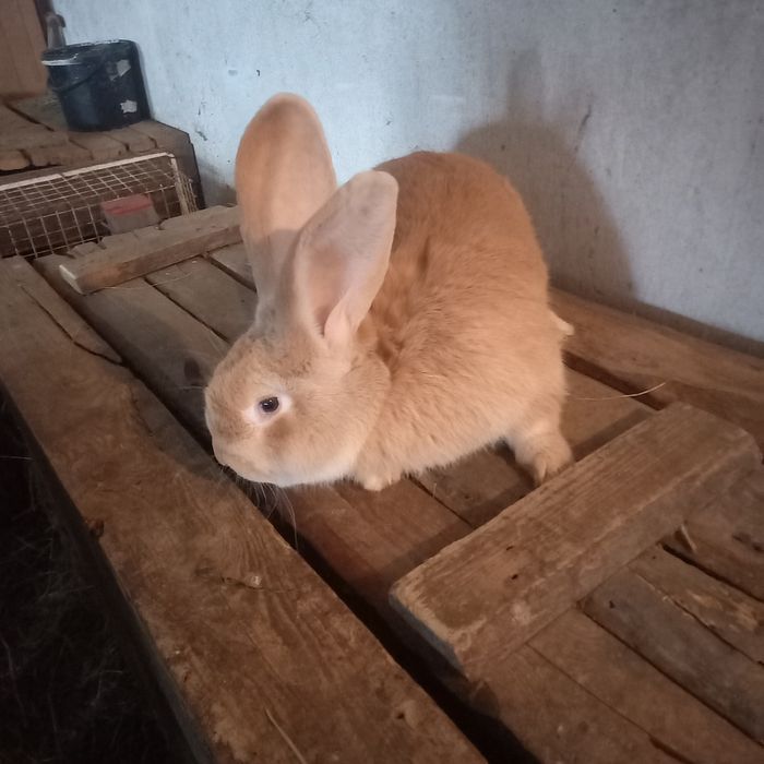 Sprzedam króliki i kury.