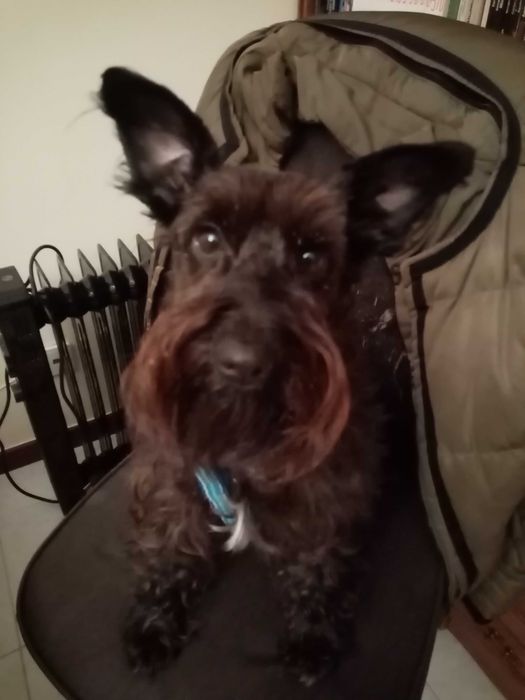 Pet-Sitting Vila Franca de Xira em ambiente familiar