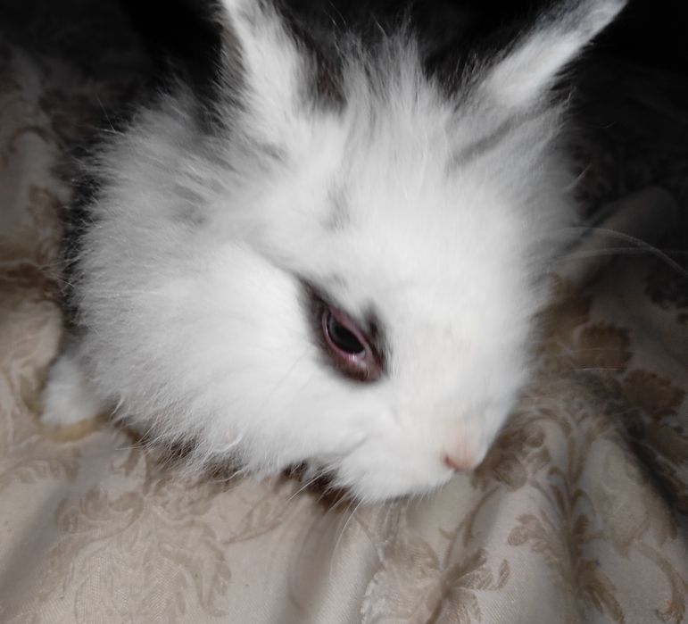 Miniaturki kroliczkow angora