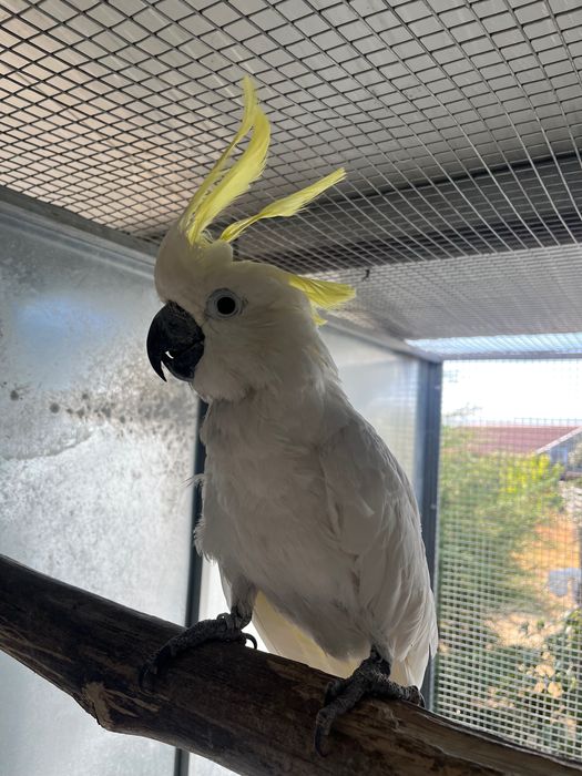 Cacatua galerita eleonora macho adulto manso