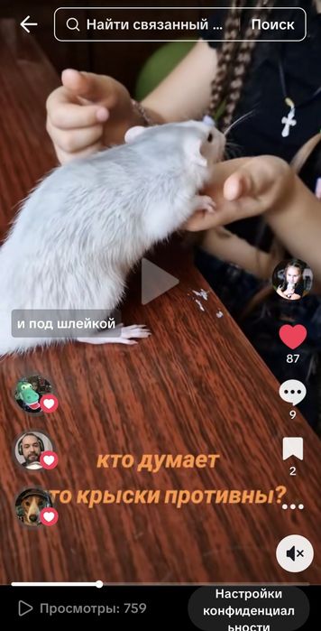 Щурики- зірки тік-тока + велика клітка