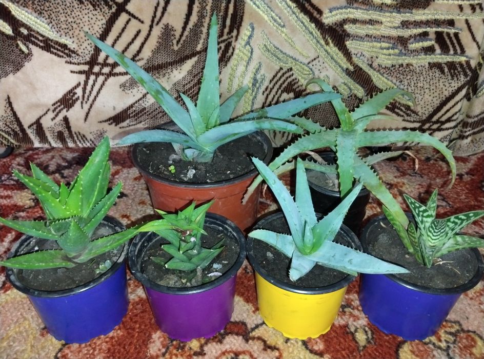 Алое Вера вазон лікарські рослини вазоны лекарственные растения