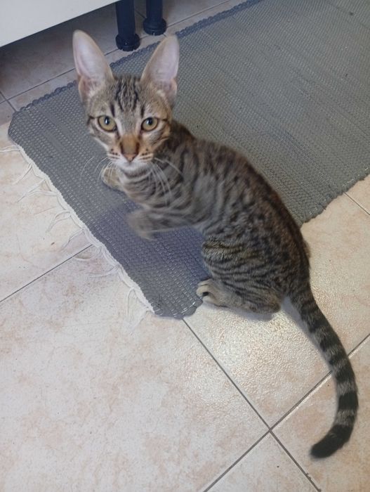 Dá -se gato com 5 meses
