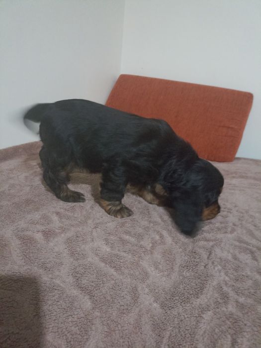 Suczka czarna podpalana Cocer spaniel angelski