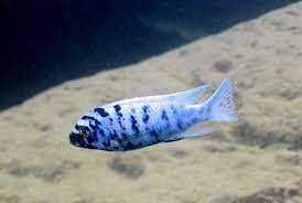 Ciclideos Africanos Malawi