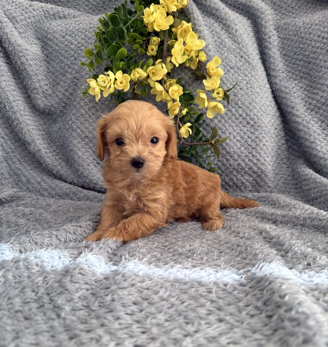 Excelente Maltipoo de Qualidade