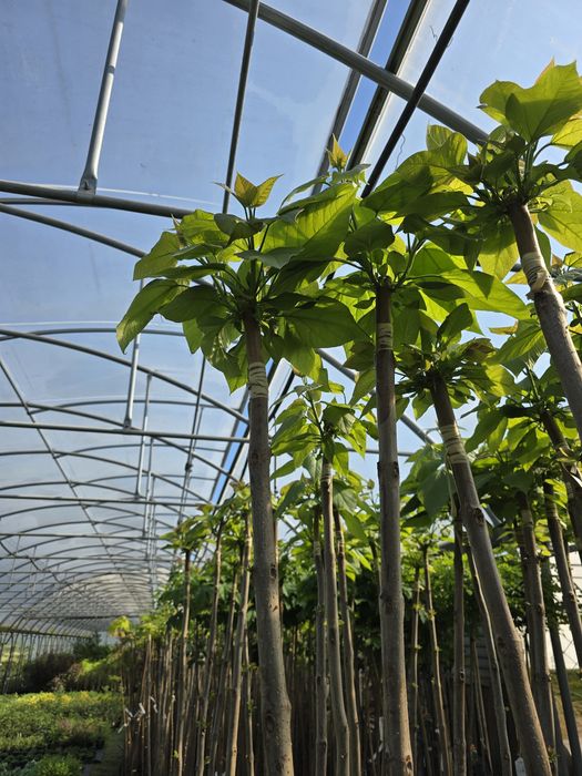 Catalpa bignoniowa nana surmia 150-220 cm katalpa wolsztyn poznan