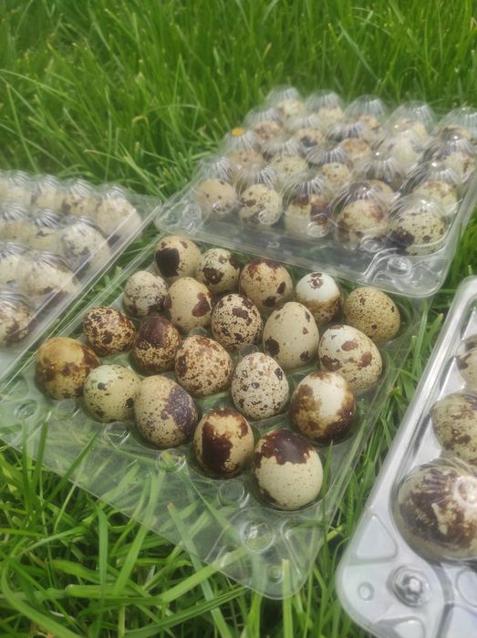 Яйця з домашньої перепілки