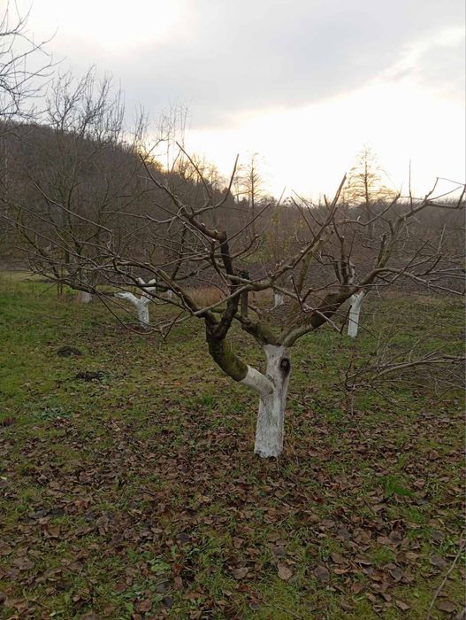 Надаю  послуги обрізки фруктових дерев