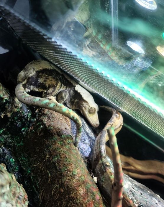 Gekony orzęsione samice