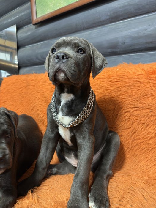 Дівчинка красуня сіро-голуба 2міс