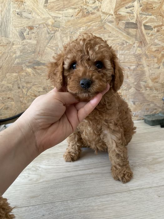 Кукольный мини мальчик мальтипу для семьи