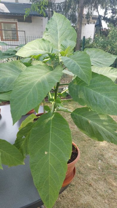 Datury - zdrowe sadzonki 2 letnie.