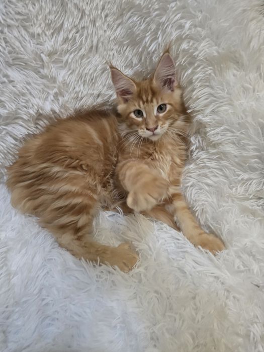 Кошенята Мейн Кун.