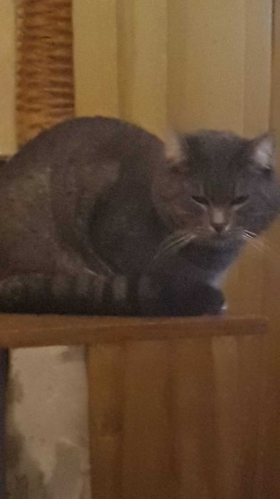 Отдам домашнего кота