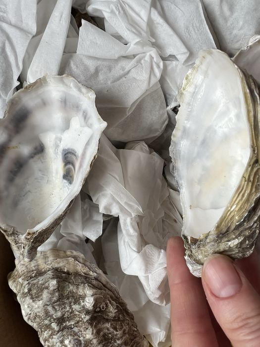 Мушлі устриць для свічок і декору