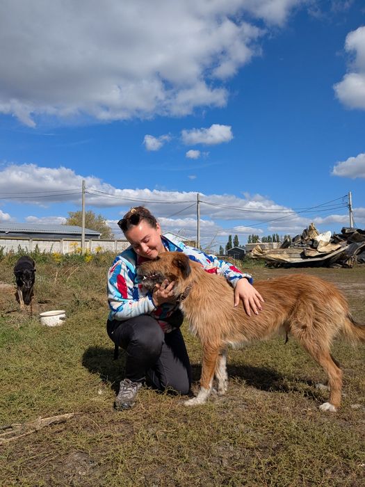 Песик Рудий шукає родину
