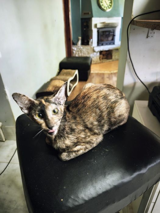 Peterbald koteczka Orientalna Krótkowłosa