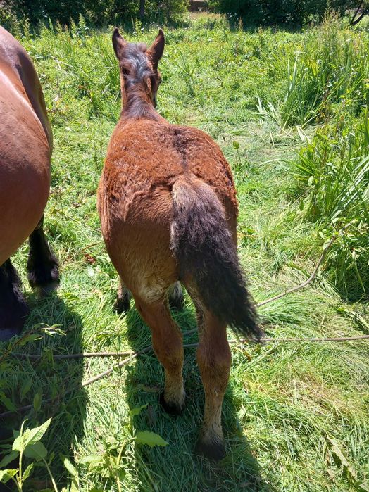 Egua belga pura  con poldra