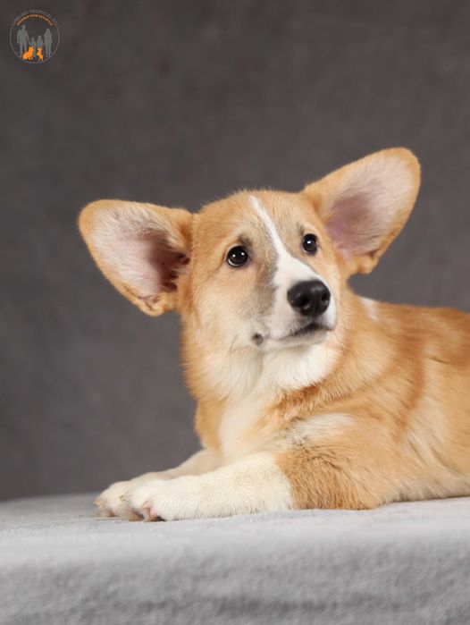 Welsh Corgi Pembroke ZKwP FCI rodzice przebadani na chor. gen.