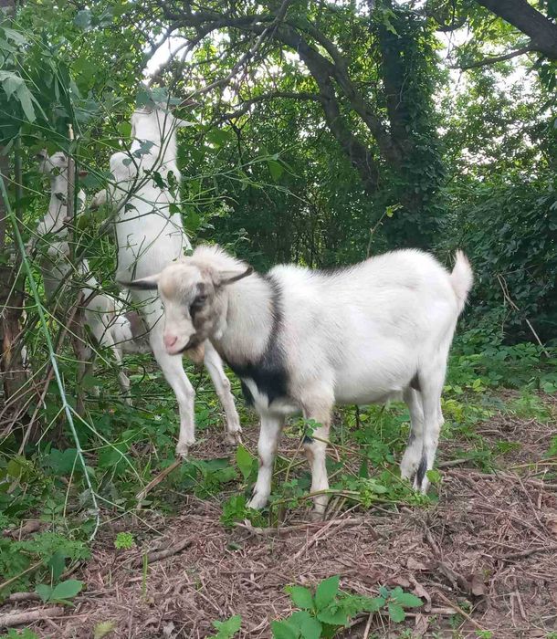 Продам кіз, козенят