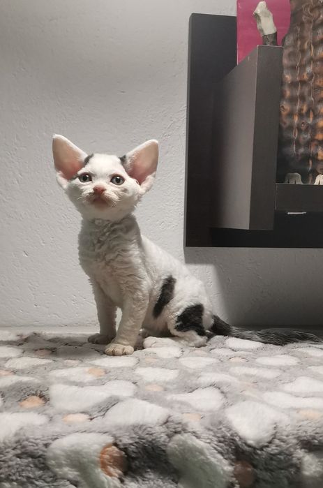 Śliczny kocurek devon rex