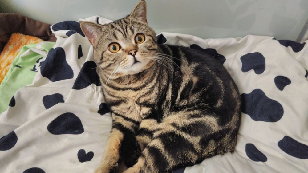 Шотландский красавчик приглашаем на вязку