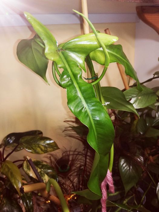 Philodendron Jerry Horne RZADKOŚĆ Filodendron Monstera kolekcjonerski
