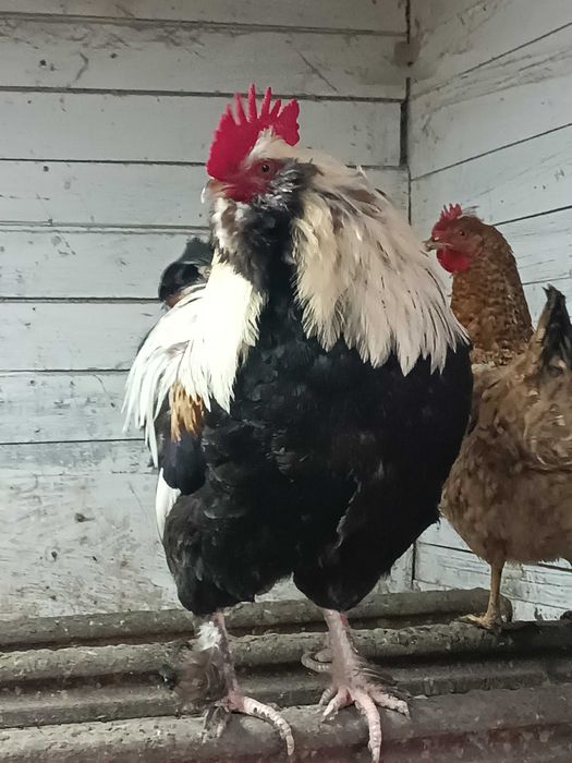 Продам півня породи Фавероль