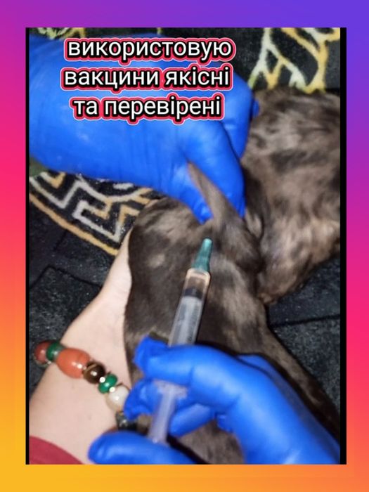 Хлопчик міні - такса, мраморного забарвлення
