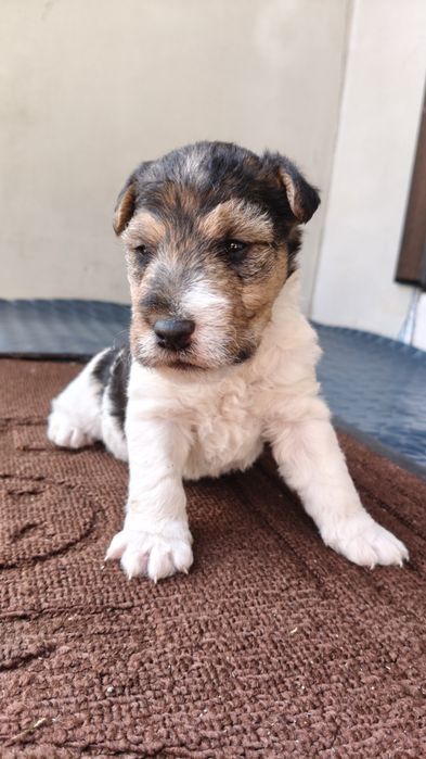 Хлопчик жорсткий Фокс