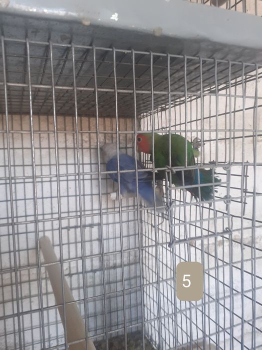 Casais de rossicolis