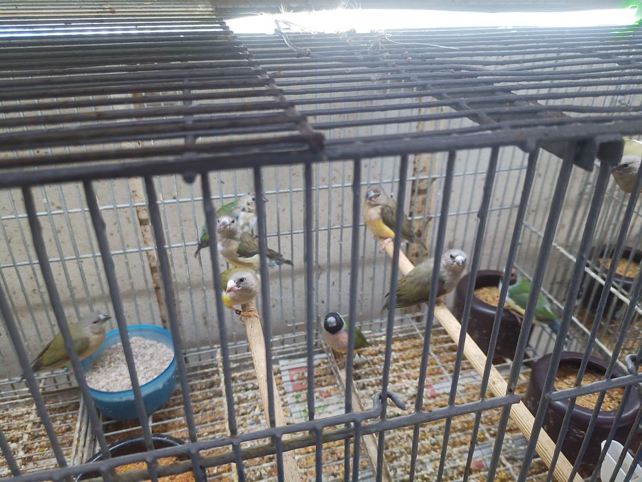 Diamantes d/gould clássicos