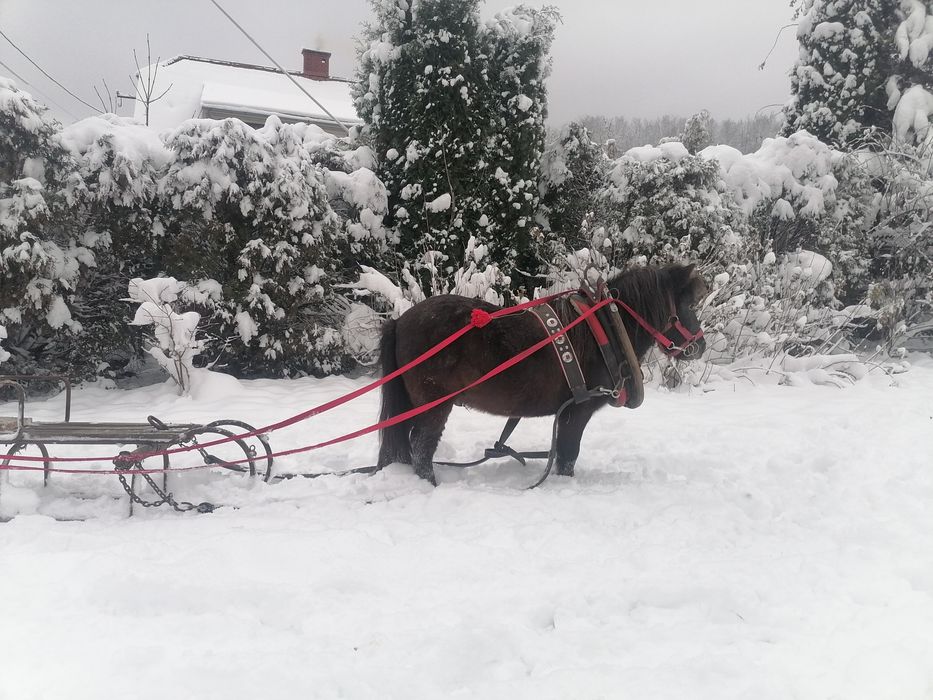 Sprzedam lub zamienię kucyka