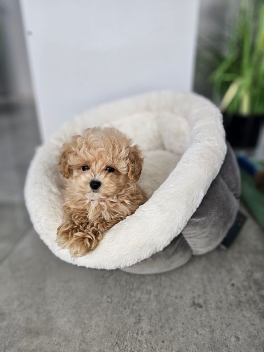 Najpiękniejsza Dziewczynka Maltipoo F1 Zobacz